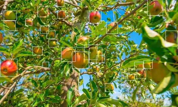 Photo of apple orchard with overlay representing 3D vision and AI robotic detection of ripe apples