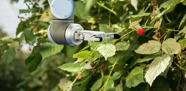Image of a robotic gripper about to pick a delicate raspberry to represent AI robotics equipped with 3D vision technology